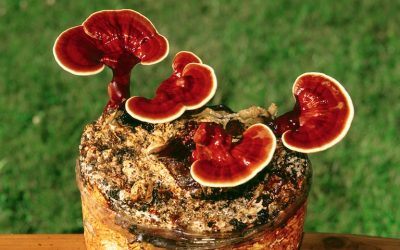 Miraculous Healing Properties Of Reishi Mushroom (Lingzhi)