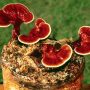 Miraculous Healing Properties Of Reishi Mushroom (Lingzhi)