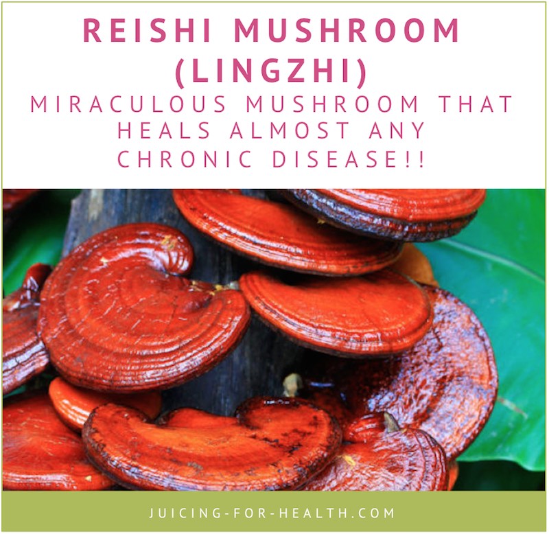 benefits of reishi mushroom