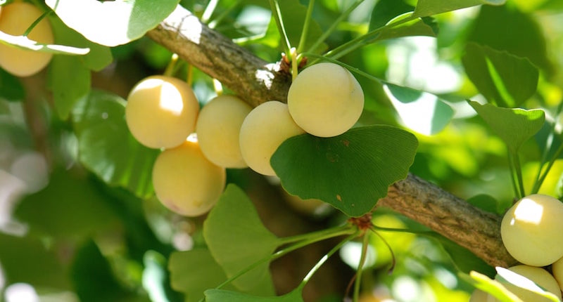 ginkgo biloba tree