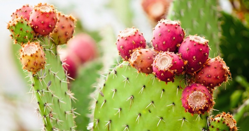 prickly pear plant