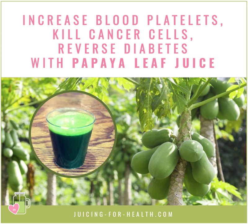 papaya leaf juice increases blood platelet count