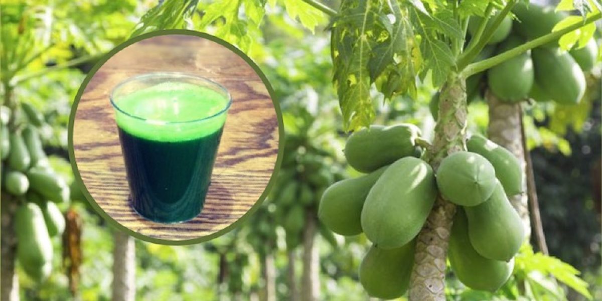 Increase Blood Platelet Count, Kill Cancer Cells, Reverse Diabetes With Papaya Leaf Juice