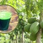 Increase Blood Platelet Count, Kill Cancer Cells, Reverse Diabetes With Papaya Leaf Juice