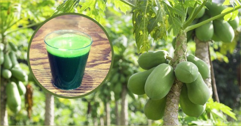 Papaya Leaf Juice Increases Blood Platelet Count, Kills Certain Cancers