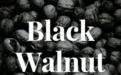Black Walnut Benefits