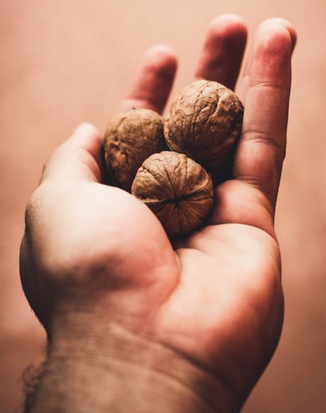 black walnut benefits