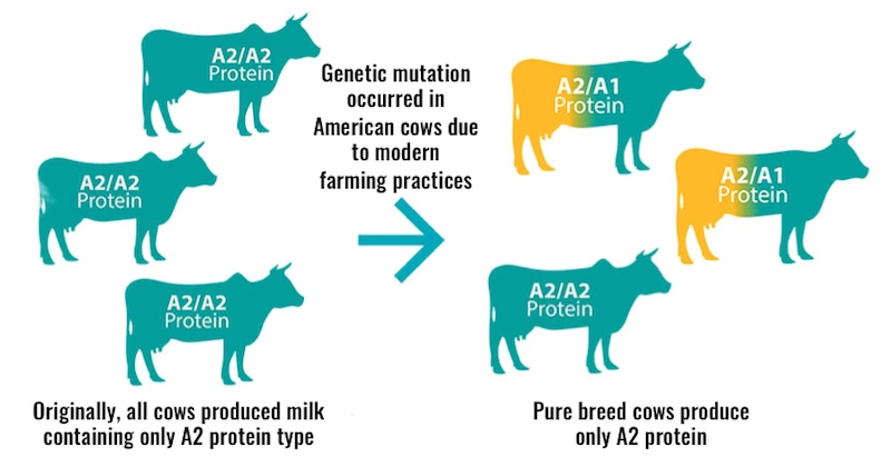 A1 and A2 milk