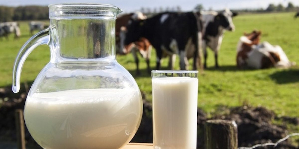 Tiny Difference Between A1 and A2 Milk, But HUGE Impact On Your Health