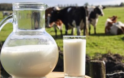 Tiny Difference Between A1 and A2 Milk, But HUGE Impact On Your Health