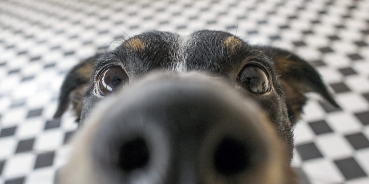 Dogs Can Detect Parkinson’s Disease by Smell Years Before Symptoms Appear, With Up to 98% Accuracy, a New Study Finds