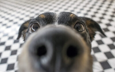 Dogs Can Detect Parkinson’s Disease by Smell Years Before Symptoms Appear, With Up to 98% Accuracy, a New Study Finds