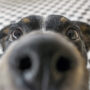 Dogs Can Detect Parkinson’s Disease by Smell Years Before Symptoms Appear, With Up to 98% Accuracy, a New Study Finds