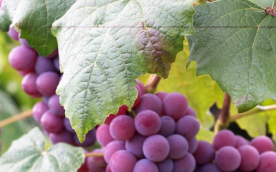 How Can Concord Grapes Help Provide Headache Relief?