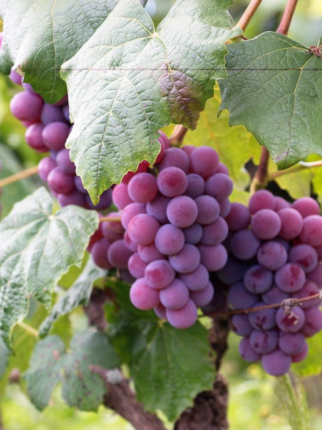 How Can Concord Grapes Help Provide Headache Relief? Juicing for Health