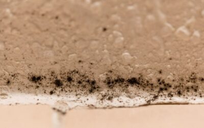 What Does Black Mold Look Like? A Comprehensive Guide