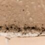 What Does Black Mold Look Like? A Comprehensive Guide