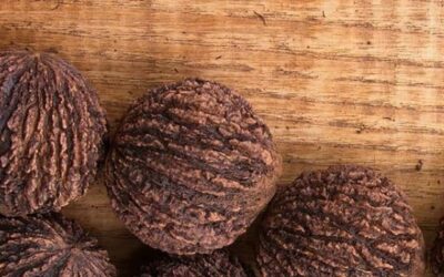 Top 7 Black Walnut Benefits That You Must Know