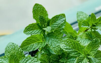 7 Reasons Why You Should Grow Mint at Home