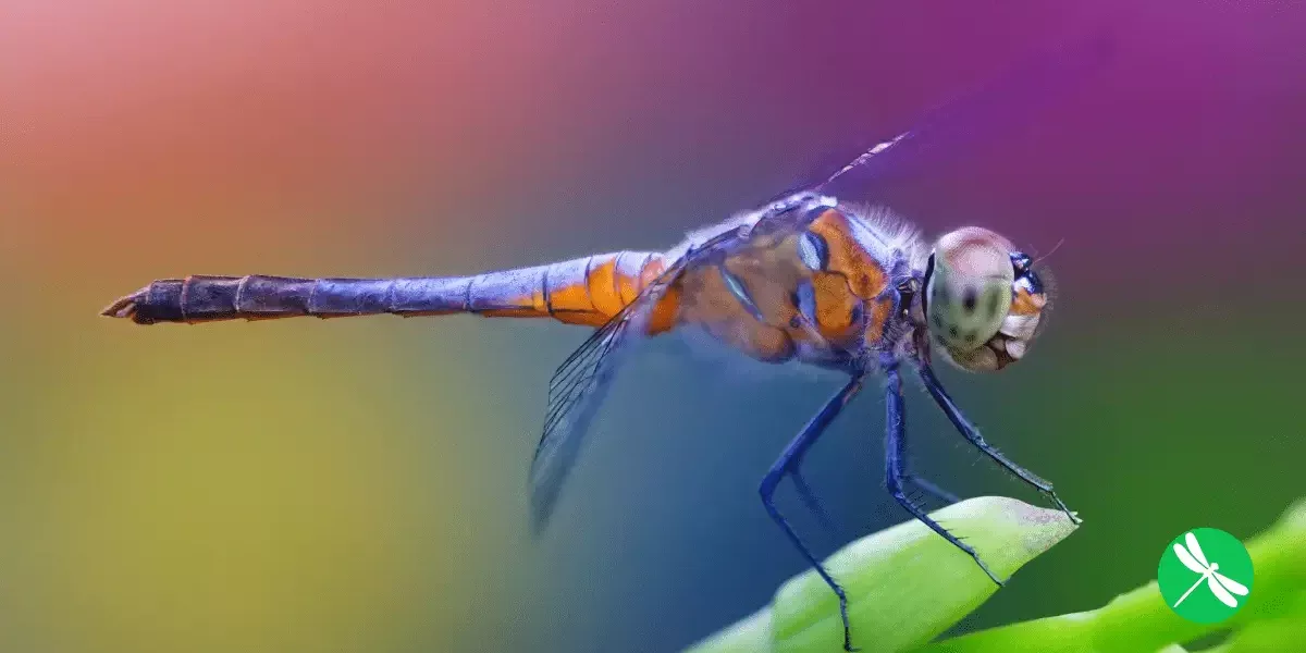 One Dragonfly Can Eat Hundreds Of Mosquitoes A Day: Keep These Plants In Your Yard To Attract Dragonflies