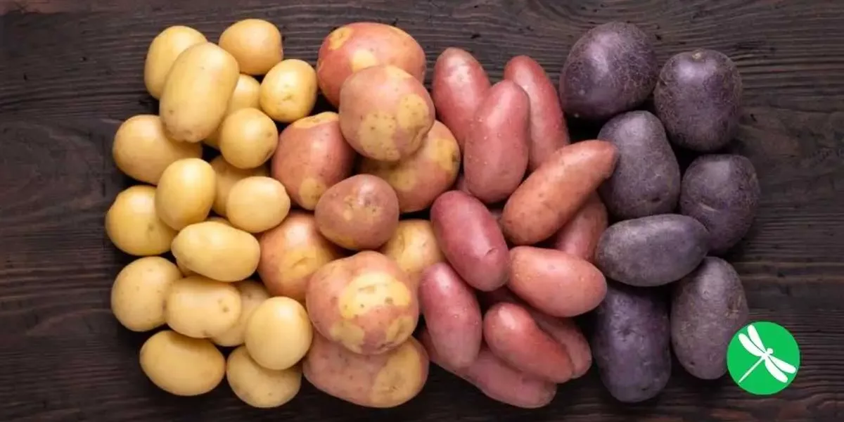 Three types of GMO potatoes are finally here And as usual, they will NOT be labeled