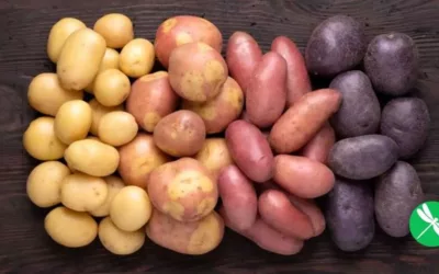 Three types of GMO potatoes are finally here And as usual, they will NOT be labeled