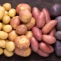 Three types of GMO potatoes are finally here And as usual, they will NOT be labeled