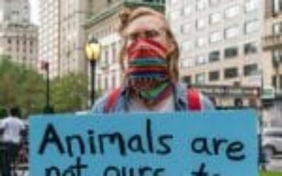 There’s an Anonymous Group That Breaks Into Labs and Farms to Free Animals From Cruelty