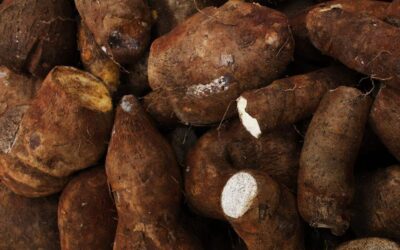 ‘World’s Deadliest Food‘ Kills More Than 200 People a Year, but Millions of People Still Eat It