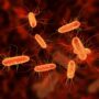 Scientists Have Finally Identified the Bacteria That Trigger Multiple Sclerosis