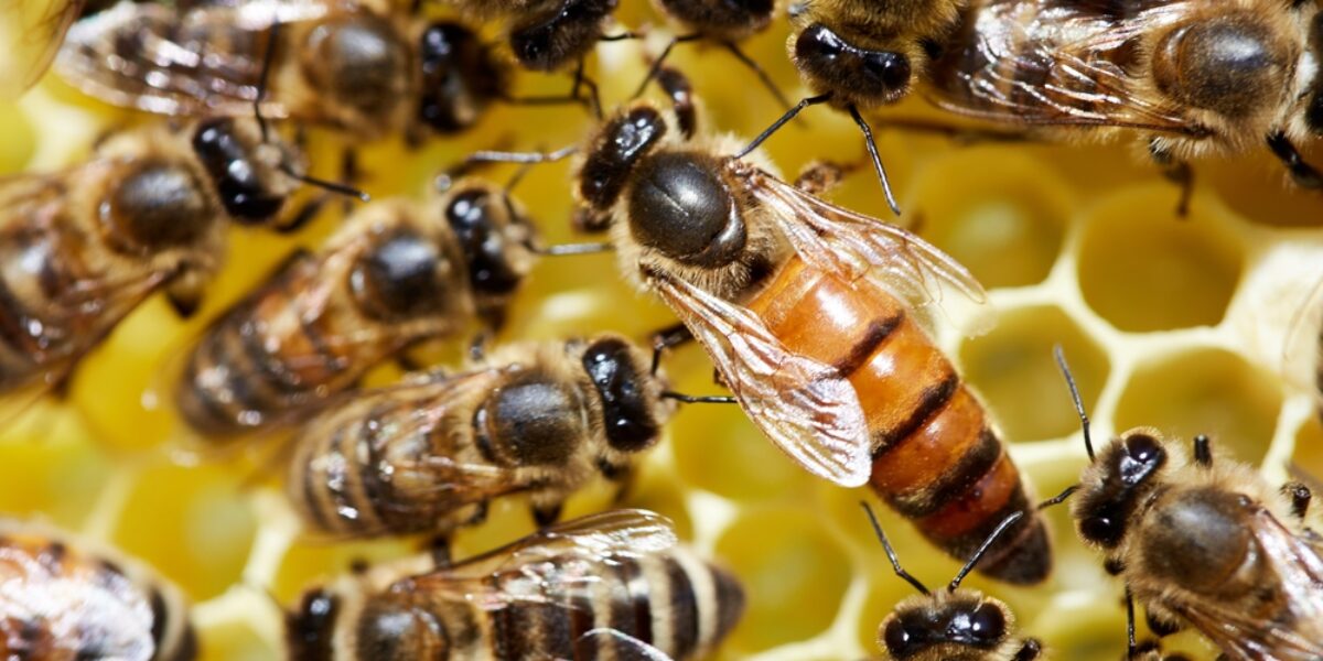 Study Shows Honeybee Venom Can Destroy Aggressive Breast Cancer Cells