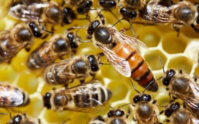 Study Shows Honeybee Venom Can Destroy Aggressive Breast Cancer Cells