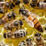 Study Shows Honeybee Venom Can Destroy Aggressive Breast Cancer Cells