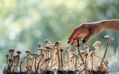 Deadly Fungus That ‘Eats You From the Inside Out’ Invades Us: ‘Hundreds of Thousands of Lives at Risk’