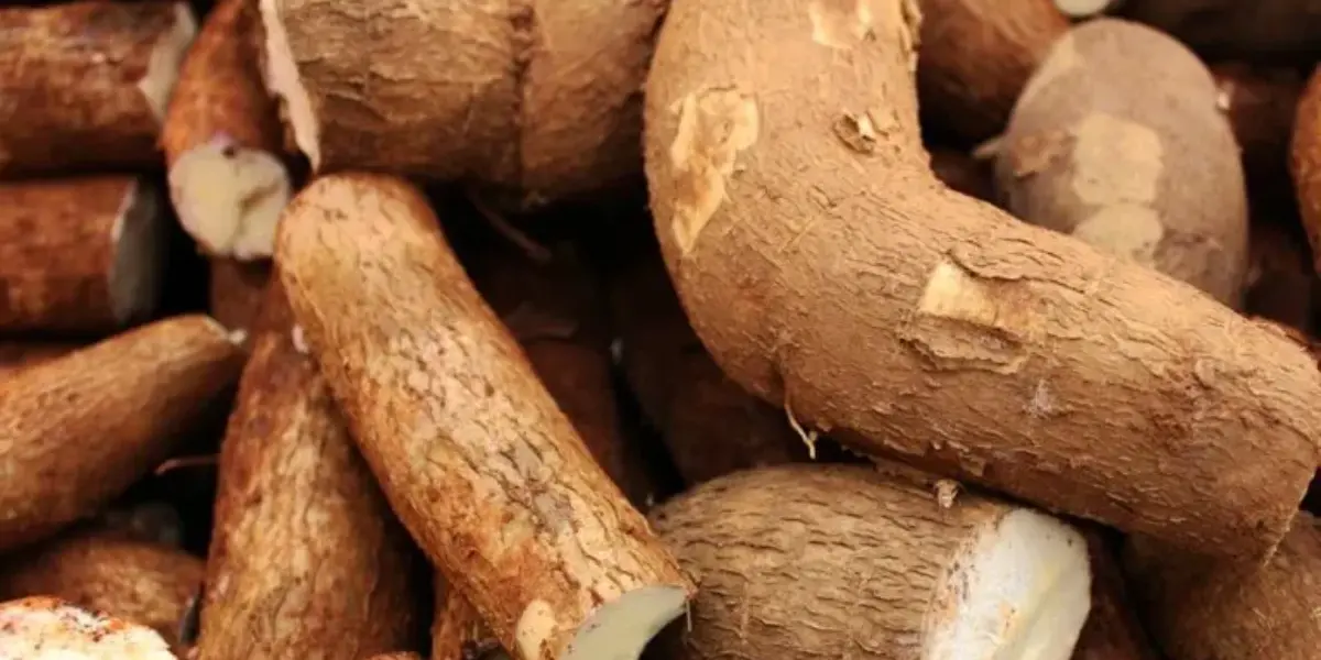 ‘World’s Deadliest Food‘ Kills More Than 200 People a Year, but Millions of People Still Eat It
