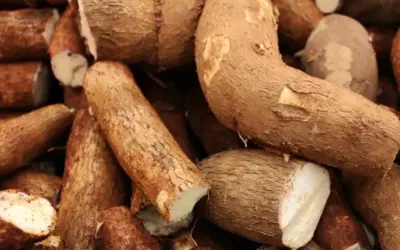 ‘World’s Deadliest Food‘ Kills More Than 200 People a Year, but Millions of People Still Eat It