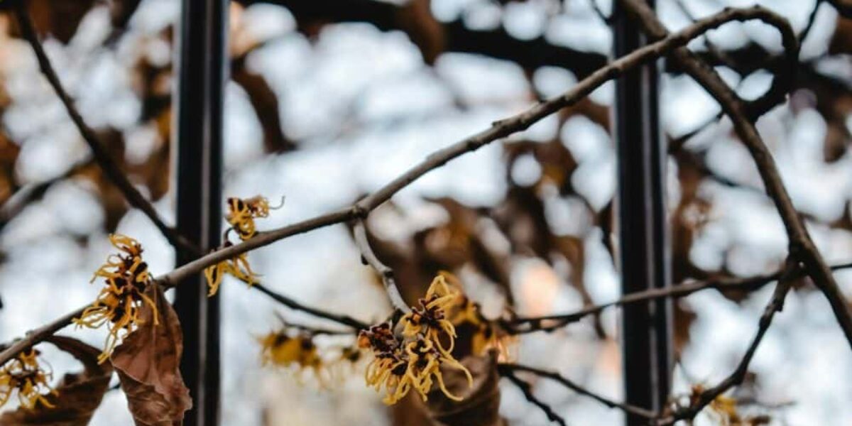 Grab a Bottle of Witch Hazel From the Store. Here Are 10 Brilliant Uses That You Might Not Know