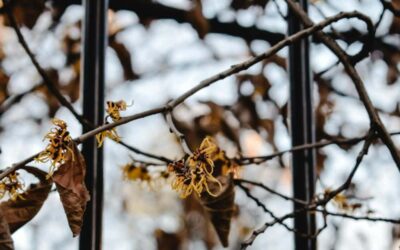 Grab a Bottle of Witch Hazel From the Store. Here Are 10 Brilliant Uses That You Might Not Know