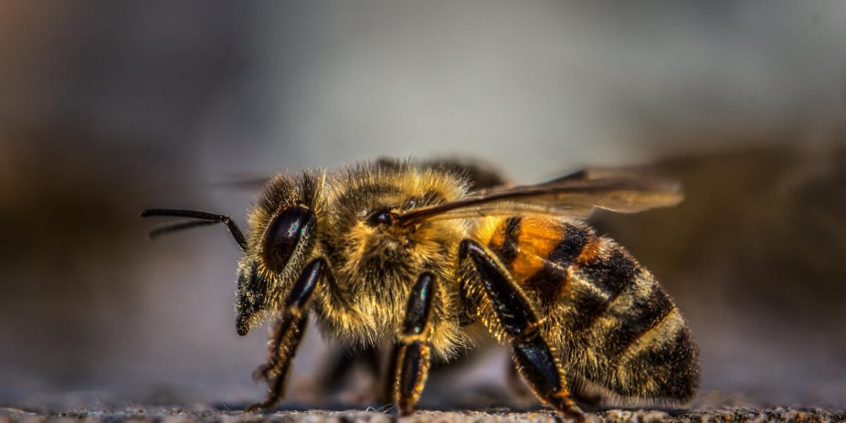 Study Shows Honeybee Venom Can Destroy Aggressive Breast Cancer Cells