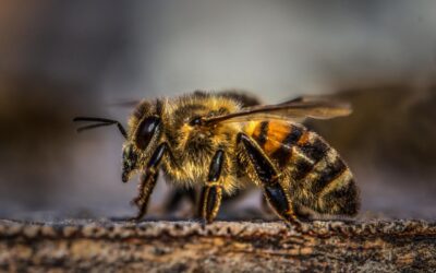 Study Shows Honeybee Venom Can Destroy Aggressive Breast Cancer Cells