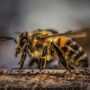 Study Shows Honeybee Venom Can Destroy Aggressive Breast Cancer Cells