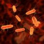 Scientists Have Finally Identified the Bacteria That Trigger Multiple Sclerosis