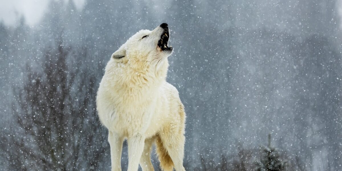 DIRE WOLVES HAVE BEEN BROUGHT BACK AFTER 10,000 YEARS OF EXTINCTION