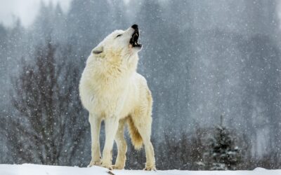 DIRE WOLVES HAVE BEEN BROUGHT BACK AFTER 10,000 YEARS OF EXTINCTION