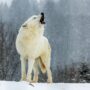 DIRE WOLVES HAVE BEEN BROUGHT BACK AFTER 10,000 YEARS OF EXTINCTION