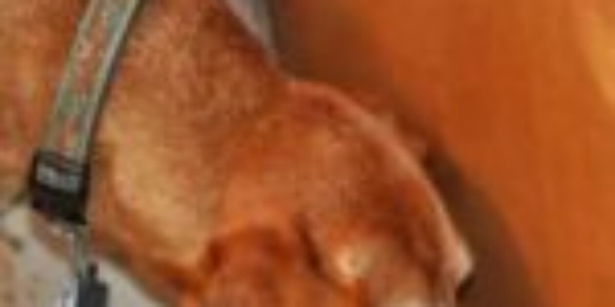 Dogs Can Detect Parkinson’s Disease by Smell Years Before Symptoms Appear, With Up to 98% Accuracy, a New Study Finds