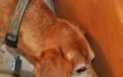 Dogs Can Detect Parkinson’s Disease by Smell Years Before Symptoms Appear, With Up to 98% Accuracy, a New Study Finds