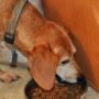 Dogs Can Detect Parkinson’s Disease by Smell Years Before Symptoms Appear, With Up to 98% Accuracy, a New Study Finds