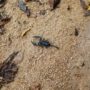 Scientists just found a breast cancer-killing molecule in scorpion venom