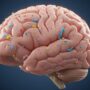 How Microplastics from ultra processed foods may harm your brain and mental health.